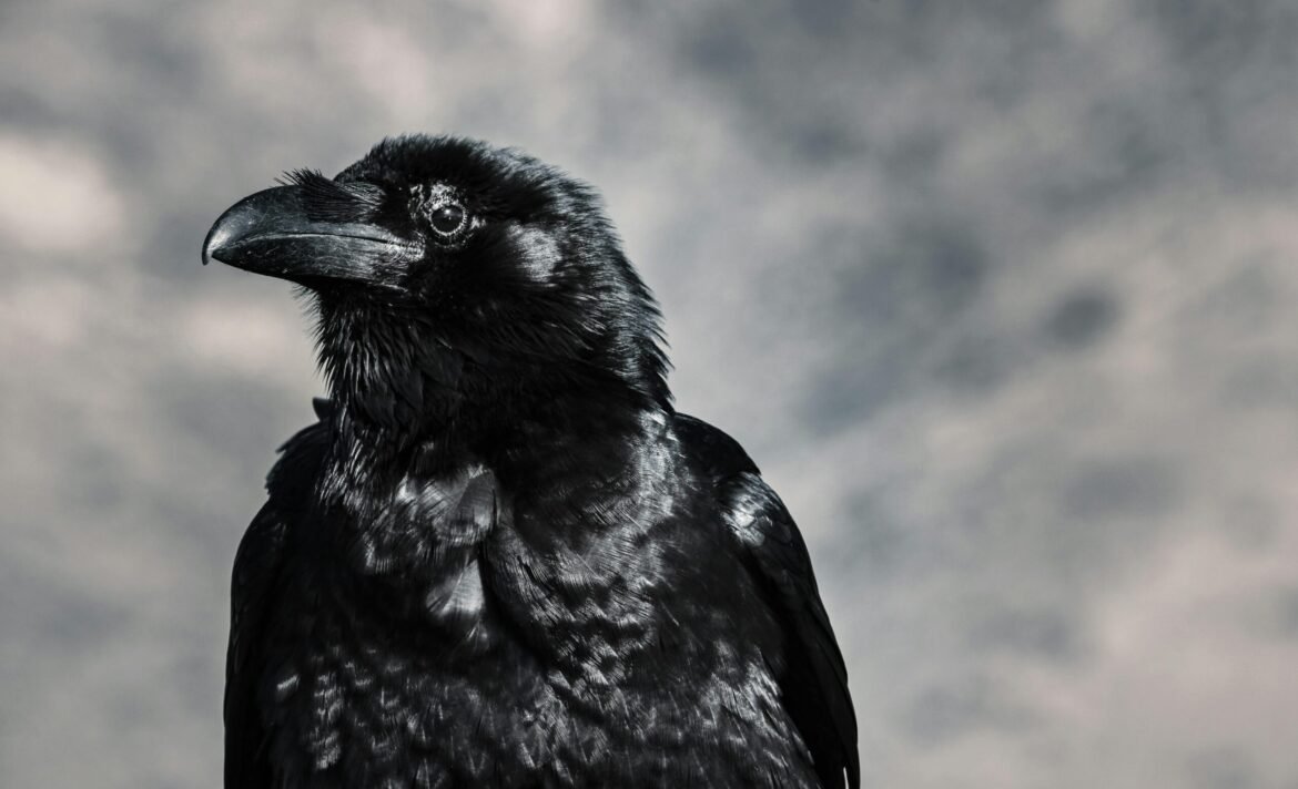corvo